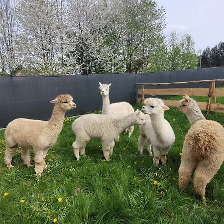 Domki Pod Lasem Villa Rokiciny Podhalanskie Exteriör bild