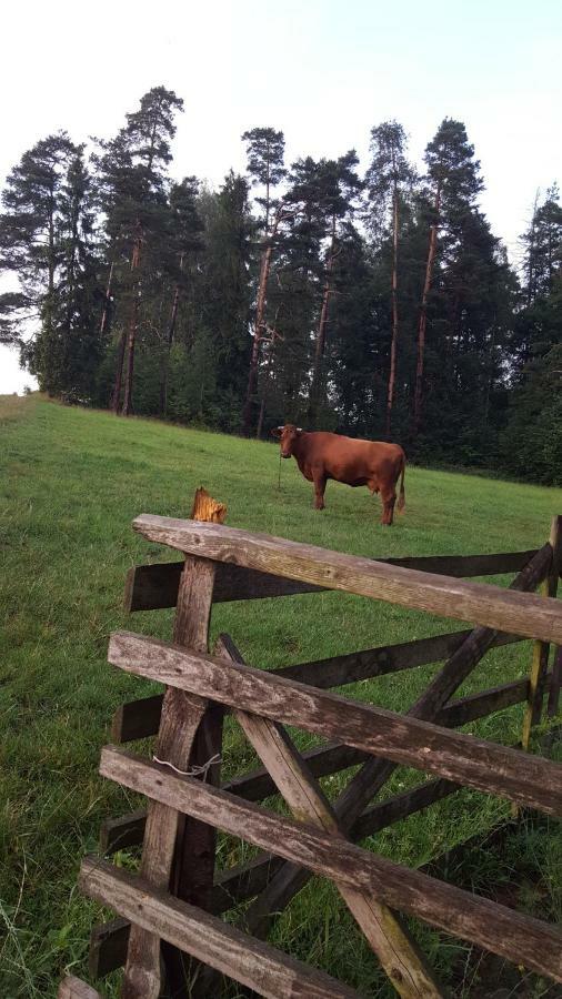 Domki Pod Lasem Villa Rokiciny Podhalanskie Exteriör bild